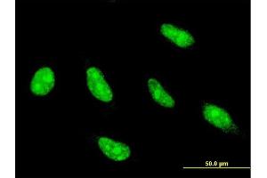 Immunofluorescence (IF) image for anti-Nuclear Transcription Factor Y, gamma (NFYC) (AA 14-113) antibody (ABIN561996)