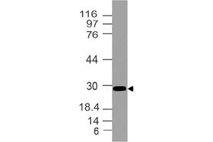 Image no. 1 for anti-Homeobox B4 (HOXB4) (AA 1-221) antibody (ABIN5027258) (HOXB4 antibody  (AA 1-221))