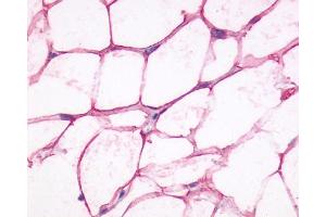 Staining of human adipocytes using SP4071 on paraffin sections