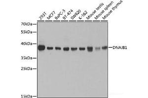 Western blot analysis of extracts of various cell lines using DNAJB1 Polyclonal Antibody at dilution of 1:1000. (DNAJB1 antibody)
