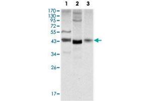 Western blot analysis using WNT1 monoclonal antibody, clone 10C8  against NIH/3T3 (1), 3T3L1 (2) and HeLa (3) cell lysate. (WNT1 antibody)