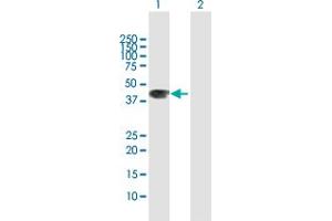 Western Blot analysis of WNT3A expression in transfected 293T cell line by WNT3A MaxPab polyclonal antibody.