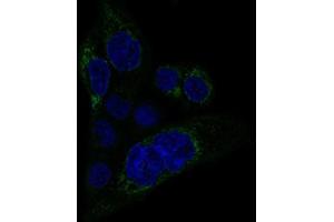 Immunofluorescent staining of A-431 cells with MACC1 monoclonal antibody, clone CL0856  (Green) shows specific staining in mitochondria. (MACC1 antibody)
