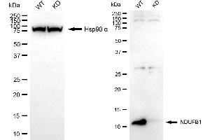 Western blotting analysis using NDUFB1 antibody (ABIN7799545).