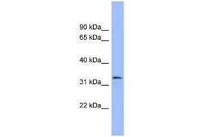 WB Suggested Anti-MAFB Antibody Titration: 0. (MAFB antibody  (Middle Region))