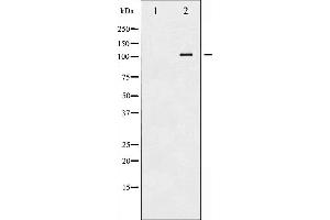 Western blot analysis of ATP1 alpha1/Na+K+ ATPase1 phosphorylation expression in Rat brain tissue lysates,The lane on the left is treated with the antigen-specific peptide. (ATP1A1 antibody  (pSer23))