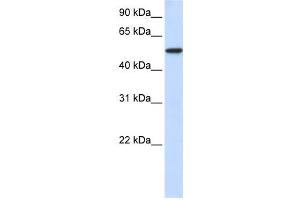 Western Blotting (WB) image for anti-Karyopherin alpha 3 (Importin alpha 4) (KPNA3) antibody (ABIN2459794) (KPNA3 antibody)
