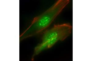 Immunofluorescent analysis of 4 % paraformaldehyde-fixed, 0. (PIK3R1 antibody  (N-Term))