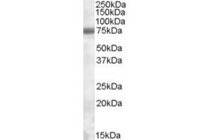 Western Blotting (WB) image for anti-Exosome Component 9 (EXOSC9) (AA 429-441) antibody (ABIN490479) (EXOSC9 antibody  (AA 429-441))