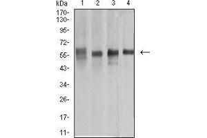 Western blot analysis using KRT10 mouse mAb against A431 (1), COS7 (2), Jurkat (3), and HEK293 (4) cell lysate. (Keratin 10 antibody  (AA 345-454))