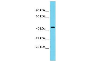 Western Blotting (WB) image for anti-Tuftelin 1 (TUFT1) (Middle Region) antibody (ABIN2790596) (TUFT1 antibody  (Middle Region))