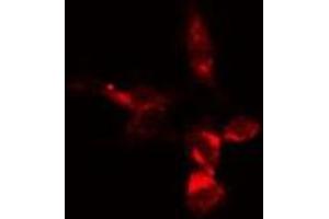 ABIN6279205 staining  293 cells by IF/ICC. (BCAS3 antibody  (Internal Region))