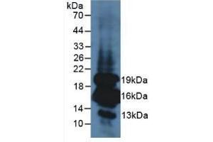 Detection of INS in Mouse Pancreas Tissue using Polyclonal Antibody to Insulin (INS) (Insulin antibody  (AA 25-110))