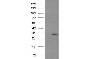 Image no. 1 for anti-Tryptase gamma 1 (TPSG1) (AA 20-283) antibody (ABIN1491163) (TPSG1 antibody  (AA 20-283))