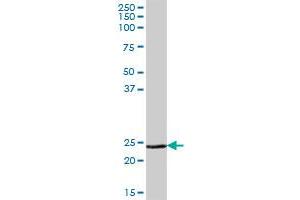 MSRA MaxPab polyclonal antibody. (MSRA antibody  (AA 1-235))