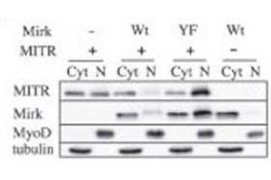 Western Blotting (WB) image for anti-Histone Deacetylase 9 (HDAC9) (AA 2-32) antibody (ABIN3031237)