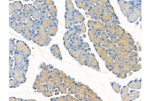 ABIN7094519 and ABIN7098568 at 1/100 staining Rat pancreatic tissue by IHC-P. (RPL26 antibody  (N-Term))