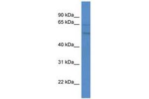 Image no. 1 for anti-G Protein-Coupled Receptor 75 (GPR75) (AA 270-319) antibody (ABIN6746075) (GPR75 antibody  (AA 270-319))