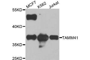 Western blot analysis of extracts of various cell lines, using TAMM41 antibody. (TAM41 antibody)