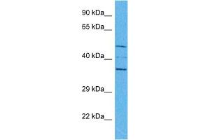 Host:  Rabbit  Target Name:  SPDEF  Sample Tissue:  Human HepG2 Whole Cell  Antibody Dilution:  1ug/ml (SPDEF/PSE antibody  (Middle Region))