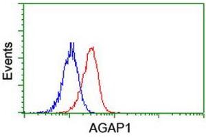 Image no. 3 for anti-ArfGAP with GTPase Domain, Ankyrin Repeat and PH Domain 1 (AGAP1) antibody (ABIN1497475) (AGAP1 antibody)