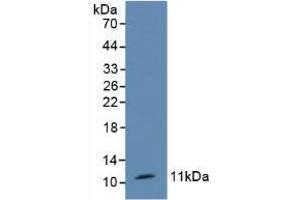 Western blot analysis of Mouse Kidney Tissue. (TFF1 antibody  (AA 1-87))