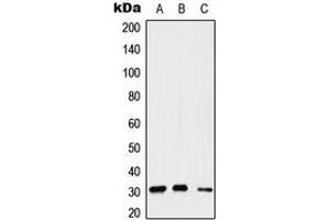 Western blot analysis of Gemin2 expression in A549 (A), Raw264. (SIP1 antibody  (Center))