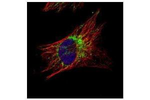 ICC/IF Image Confocal immunofluorescence analysis (Olympus FV10i) of methanol-fixed HeLa, using TID1, antibody (Green) at 1:500 dilution. (DNAJA3 antibody  (Center))