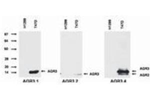 Western Blotting (WB) image for anti-Anterior Gradient 3 (AGR3) antibody (ABIN614769)