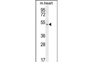 Western blot analysis in mouse heart tissue lysates (35ug/lane). (SLC10A4 antibody  (C-Term))