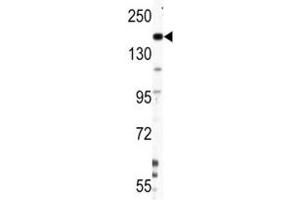 Western blot analysis of Nestin antibody and HepG2 lysate (Nestin antibody  (AA 1389-1416))