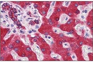 Immunohistochemistry (IHC) image for anti-Cytochrome b5 (CYTB5) (AA 1-135) antibody (ABIN951799) (Cytochrome b5 (CYTB5) (AA 1-135) antibody)