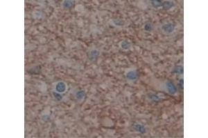 IHC-P analysis of Human Tissue, with DAB staining. (GRIA2 antibody  (AA 25-543))