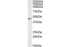 Image no. 2 for anti-TAR DNA Binding Protein (TARDBP) (Internal Region) antibody (ABIN375078) (TARDBP antibody  (Internal Region))