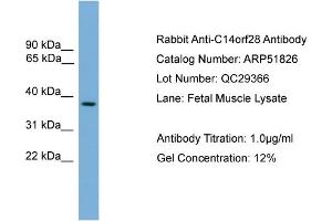 WB Suggested Anti-C14orf28  Antibody Titration: 0. (GM527 antibody  (Middle Region))