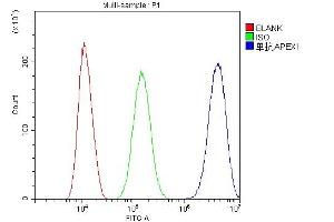 Flow Cytometry analysis of SiHa cells using anti-APE1 antibody (ABIN5692978). (APEX1 antibody  (AA 2-318))