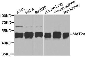 Western blot analysis of extracts of various cells, using MAT2A antibody.