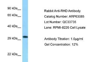 Western Blotting (WB) image for anti-Rh Blood Group, D Antigen (RHD) (C-Term) antibody (ABIN2789364) (RHD antibody  (C-Term))