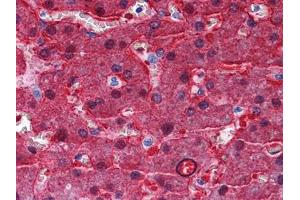 Immunohistochemical analysis of paraffin-embedded human Liver tissues using BHMT mouse mAb (BHMT antibody)