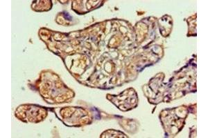 Immunohistochemistry of paraffin-embedded human placenta tissue using ABIN7172391 at dilution of 1:100 (TALDO1 antibody  (AA 9-337))