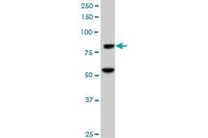 ZNF624 MaxPab polyclonal antibody. (ZNF624 antibody  (AA 1-739))