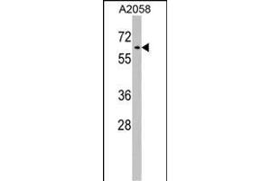 RIC8A Antibody (Center) (ABIN1538170 and ABIN2848752) western blot analysis in  cell line lysates (35 μg/lane). (RIC8A antibody  (AA 244-272))