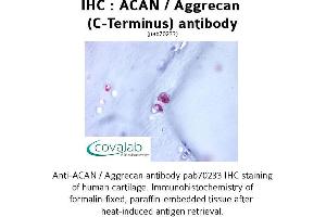 Image no. 1 for anti-Aggrecan (ACAN) (C-Term) antibody (ABIN1731431) (Aggrecan antibody  (C-Term))