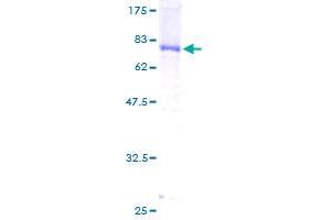 DNAJA2 Protein (AA 1-412) (GST tag)