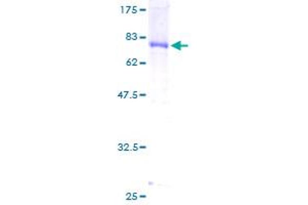 DNAJA2 Protein (AA 1-412) (GST tag)