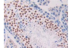 DAB staining on IHC-P; Samples: Mouse Testis Tissue (Pronociceptin (AA 12-187) antibody)