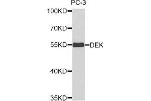 Western blot analysis of extracts of PC3 cell lines, using DEK antibody. (DEK antibody)