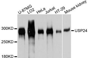 Western blot analysis of extracts of various cell lines, using USP24 antibody. (USP24 antibody  (AA 2431-2620))