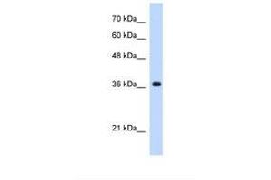 Image no. 1 for anti-Chromosome 19 Open Reading Frame 47 (C19orf47) (C-Term) antibody (ABIN6739226) (C19orf47 antibody  (C-Term))
