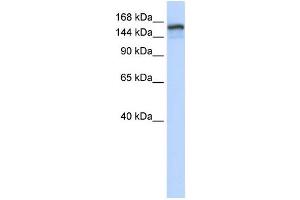 Western Blotting (WB) image for anti-Tonsoku-Like, DNA Repair Protein (NFKBIL2) antibody (ABIN2460131) (NFKBIL2 antibody)
